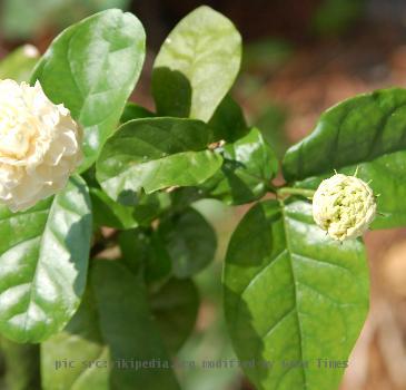 J.sambac in bloom along with an unopened bud. The flowers smell exactly like the tea.