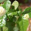 J.sambac in bloom along with an unopened bud. The flowers smell exactly like the tea.