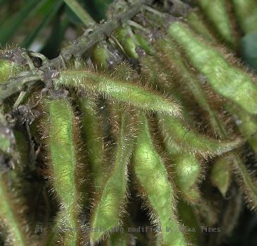 Kudzu seedpods