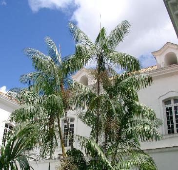 Açaí (Euterpe oleracea Mart.). Palmae. Açaizeiro no jardim interno do Palácio Lauro Sodré, em Belém do Pará (Brasil). Maio 2005.