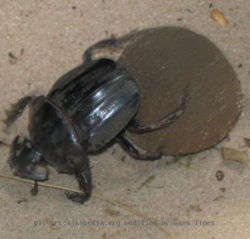 dung beetle, taken by myself.