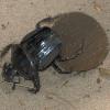 dung beetle, taken by myself.