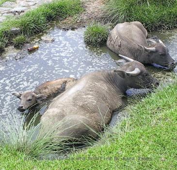 Water buffalo