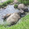 Water buffalo