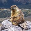 It should be  murmeltier   which is German for   Marmot  One of these guys  Marmot It s why she has those cute little ears  It s also why I ve taken to calling her  Panzer woodchuck  Huh  That explains why I got so many pictures of what looked like a beaver