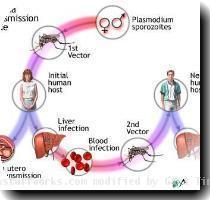 Malaria is caused by a parasite transmitted from one human to another via the bite of an infected Anopheles mosquito  The parasites migrate to the liver  mature and enter the bloodstream