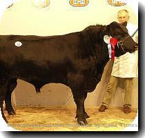 MLC export manager  Jean Pierre Garnier  said Aberdeen Angus was the best known breed in the world and research had indicated that more than 50  of