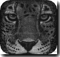 Time Lapse Scratchboard ANIMAL PERSONALITY WEBSITES http   www animalinyou com survey asp