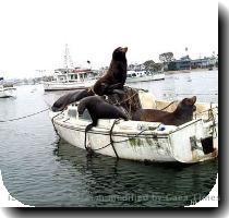 April 11  2008 Photo  Funpic hu With global warming and rising sea levels  even the seals are looking for a floating island  They don t want to be left with nowhere to go  Website