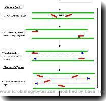 on in your web browser  If you don t know how to do this  go to the HELP MENU   To complete this exercise  answer the following questions  1  How does PCR work  If you are not sure  look at this diagram   Once upon a time there was a King who had a beautiful daughter  Many Princes asked to marry her  To each of them  the King said  If you want to marry the Princess