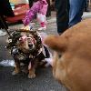 <p>People parade their dogs during a Saints football themed Krewe of Barkus Mardi Gras paradein the French Quarter of New Orleans  Sunday  Feb  7  2010  The NFL football team Saints will play the Indianapolis Colts in the Super Bowl later today  < p>