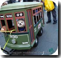 <p>People parade their dogs during a Saints football themed Krewe of Barkus Mardi Gras parade in the French Quarter of New Orleans  Sunday  Feb  7  2010  The NFL football team Saints will play the Indianapolis Colts in the Super Bowl later today  < p>