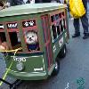 <p>People parade their dogs during a Saints football themed Krewe of Barkus Mardi Gras parade in the French Quarter of New Orleans  Sunday  Feb  7  2010  The NFL football team Saints will play the Indianapolis Colts in the Super Bowl later today  < p>