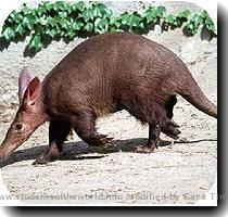 aardvark
