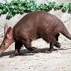 aardvark aardvark