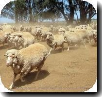 <p>Merino sheep search for feed on a dry and dusty property near Parkes in rural New South Wales in January 2010  A drought that has gripped the southwestern corner of Australia since the 1970s is linked with higher snowfall in East Antarctica  a phenomenon that may be rooted in global warming  scientists reported on Sunday < p>