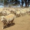 <p>Merino sheep search for feed on a dry and dusty property near Parkes in rural New South Wales in January 2010 A drought that has gripped the southwestern corner of Australia since the 1970s is linked with higher snowfall in East Antarctica a phenomenon that may be rooted in global warming scientists reported on Sunday < p> <p>Merino sheep search for feed on a dry and dusty property near Parkes in rural New South Wales in January 2010 A drought that has gripped the southwestern corner of Australia since the 1970s is linked with higher snowfall in East Antarctica a phenomenon that may be rooted in global warming scientists reported on Sunday < p>