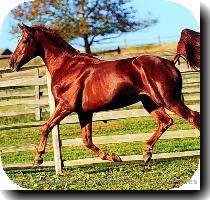 Horse Black and Whit  > 03 Sep 2005 09 05 287k Horse Breaking Away   > 03 Sep 2005 09 05 106k Horse Bright Chestnu  > 03 Sep 2005 09 05 243k Horse Buckskin Lusit  > 03 Sep 2005 09 05 170k