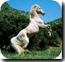 Horse Palomino at Fa  > 03 Sep 2005 09 06 212k Horse Bay Horse Blaz  > 03 Sep 2005 09 04 213k Horse Palomino in Po  > 03 Sep 2005 09 06 219k  Slik   Paint jpg 03 Sep 2005 09 03 224k