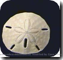 Image  4 Sand Dollar