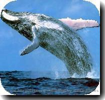 whales and dolphins csg010 blue whale jpg Taille   1024x768 whales and dolphins csg011 humpback whale jpg Taille   1024x768