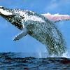 whales and dolphins csg010 blue whale jpg Taille   1024x768 whales and dolphins csg011 humpback whale jpg Taille   1024x768