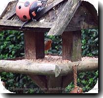 well first I managed to photograph at least lol Ignore the giant ladybird lol He is plastic lol                   Cloudedbrains aka Donna