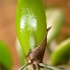 Hi  is this a developing spike of Bulbo  putidum