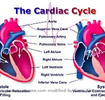 dupp   start of ventricular relaxation http   sln fi edu biosci monitor monitor html http   www xaraxone com FeaturedArt mar04 assets images cardiac cycle png http   www bioscience org atlases heart ekg normalh htm