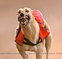 Greyhound Coursing Game and Racing Dog Greyhound Racing Dog