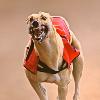 Greyhound Coursing Game and Racing Dog Greyhound Racing Dog