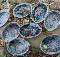 M?ori people  paua are recognised taonga  or treasure  esteemed both as kai moana  seafood  and as a valued resource for traditional and contemporary arts and crafts  Below  Paua shells