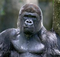 619 x 800 109400kb   jpeg mishami image pbase com