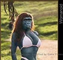 Here s a recent photo of KingMcKong   and I think he s just dropped his jester     http   www funfunkypages com gorilla gorilla jpg