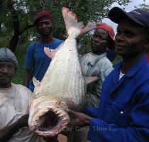 Goliath Tiger Fish Pictures Tiger2