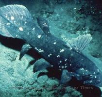 The  url=http   www nhm ac uk about us news 2007 october images Australian 20lungfish 20copyright 20Jean 20Joss 370 12548 1 jpg Australian Lung Fish  url  and the Coelacanth Next page Pages