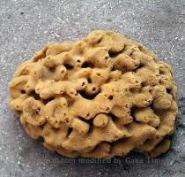 sponge   Yahoo  ???