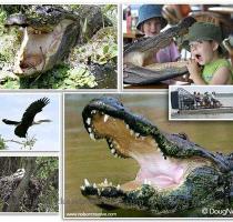 reservations  Please call 407 365 1244 ext 104 or 407 977 8235 for more information or to book your ride  Click here for our Internet Discount Coupon good for our 1 2 hour day ride  See and take pictures of native wildlife in their natural habitats    Florida Alligators   Turtles