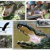reservations  Please call 407 365 1244 ext 104 or 407 977 8235 for more information or to book your ride  Click here for our Internet Discount Coupon good for our 1 2 hour day ride  See and take pictures of native wildlife in their natural habitats    Florida Alligators   Turtles reservations  Please call 407 365 1244 ext 104 or 407 977 8235 for more information or to book your ride  Click here for our Internet Discount Coupon good for our 1 2 hour day ride  See and take pictures of native wildlife in their natural habitats    Florida Alligators   Turtles