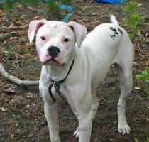 American Bulldog 0220 image American Bulldog 0221 thumbnail American Bulldog 0221 image American Bulldog 0222 thumbnail