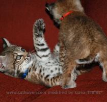 bobcat babies