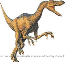 Diet  Meat Velociraptor  The Swift Thief Length  5  6 ft Height  3 ft at the hips Weight  15   33 lbs