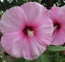 And a nifty close up of one of the hibiscus  They re actually larger than they appear on your screen  probably  I ll probably post more before long  New camera joys