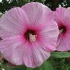 And a nifty close up of one of the hibiscus  They re actually larger than they appear on your screen  probably  I ll probably post more before long  New camera joys