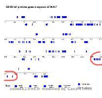 http   genes mit edu GENSCAN html Voici le r�sultat   genscan pdf GENSCAN 1 0 Date run  5 Dec 103 Time  08 57 36 Sequence AP004867   137926 bp   42 80  C G   Isochore 1   0   43 C G   Parameter matrix  HumanIso smat Predicted genes exons  Gn Ex