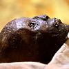 The mummy of the 19 year old pharaoh  whose life and death has captivated people for nearly a century  was placed in a climate controlled glass box in the tomb  with only the face and