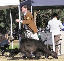 Karakush Afghan Hounds  Australia with a lot of updates   new pictures    http   karakush com index1 shtml