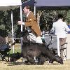 Karakush Afghan Hounds  Australia with a lot of updates   new pictures    http   karakush com index1 shtml