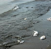 Ecological catastrophe in the Persian Gulf Click to see 20 enlarged pictures November 2008   Bandar Abbas  Iran   It is without a doubt another huge environmental disaster for Iran and