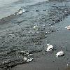 Ecological catastrophe in the Persian Gulf Click to see 20 enlarged pictures November 2008   Bandar Abbas  Iran   It is without a doubt another huge environmental disaster for Iran and